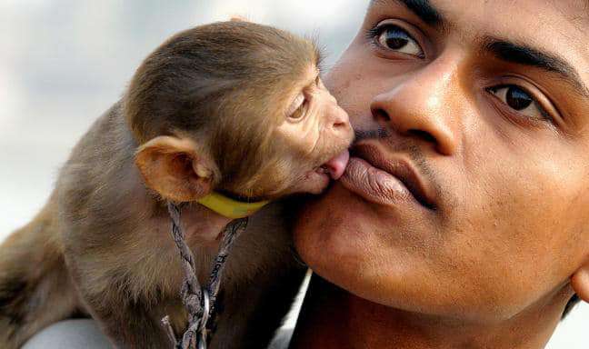 Bikin Iri Kucing Dan Anjing